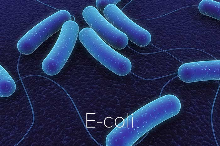 e-coli Disinfection and Prevention